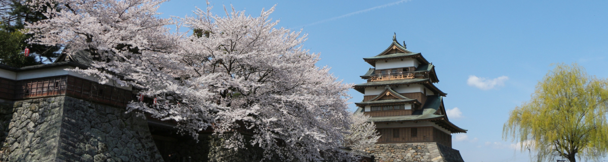 諏訪市　高島城の桜